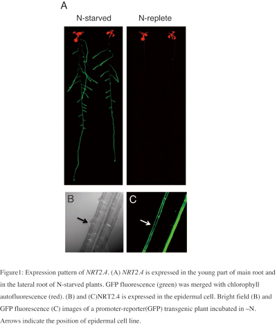 figure1