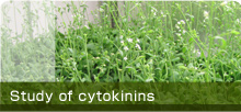Study of cytokinins