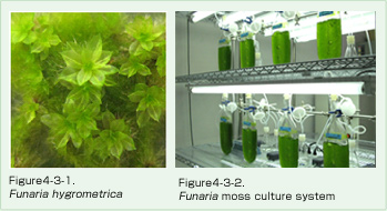 4-3-1.Funaria hygrometrica, 4-3-2.Funaria moss culture system