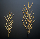 Figure1-4-1. A panicle of Koshihikari (left) and Habataki (right)